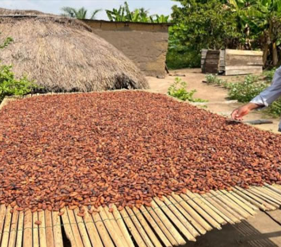 cacao